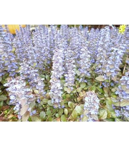 み❤️ 希少　花付き！特大カカオ苗木　チョコレートの木 希少 カカオ苗木 チョコレートの木 【公式通販】